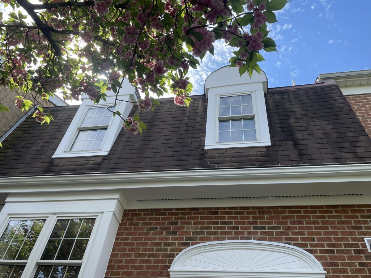 roof cleaning
